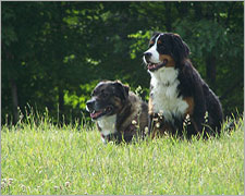 two dogs in a field